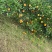 夏橙70-85mm大果，10斤/箱装，包邮含纸箱