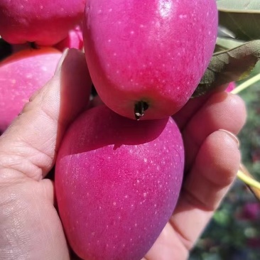苹果一斤5/6个，123小苹果