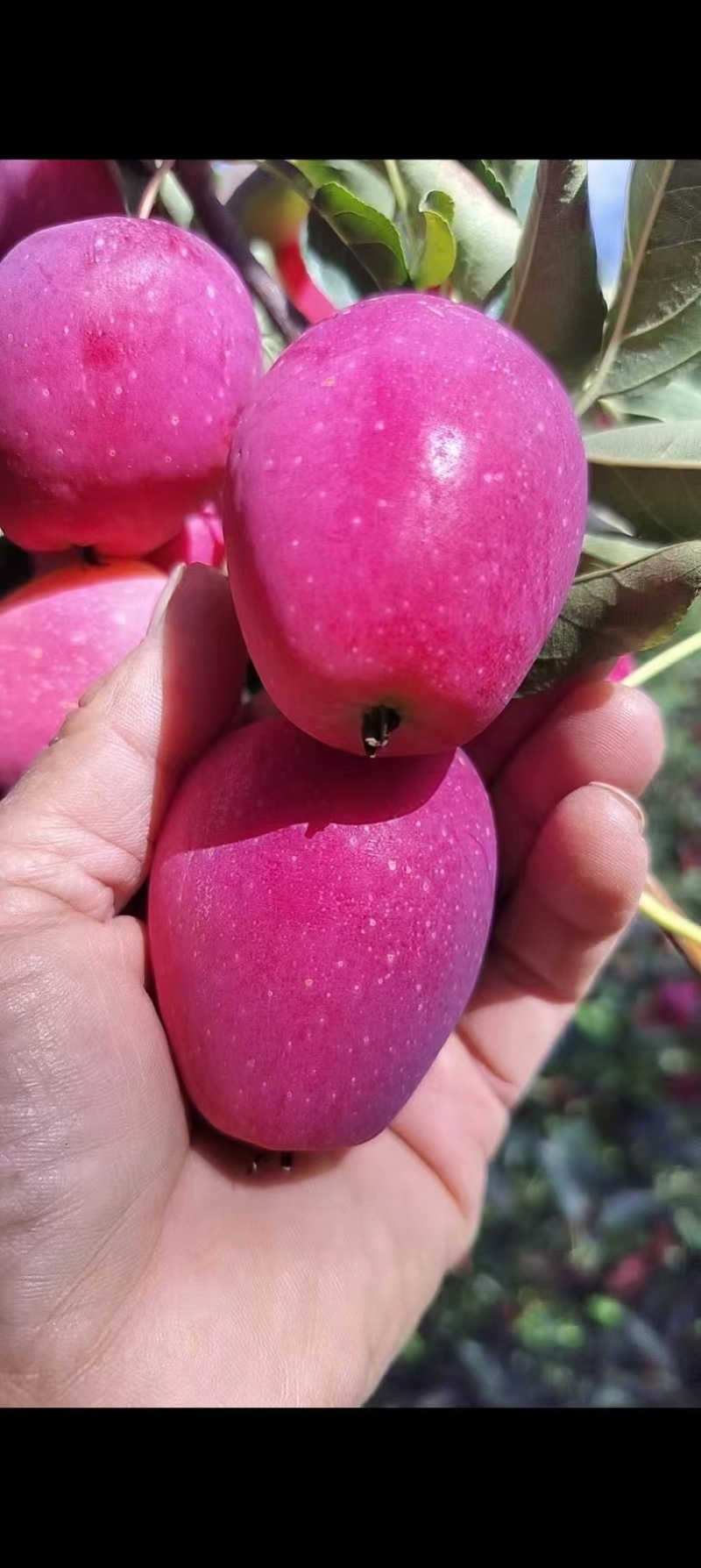 苹果一斤5/6个，123小苹果