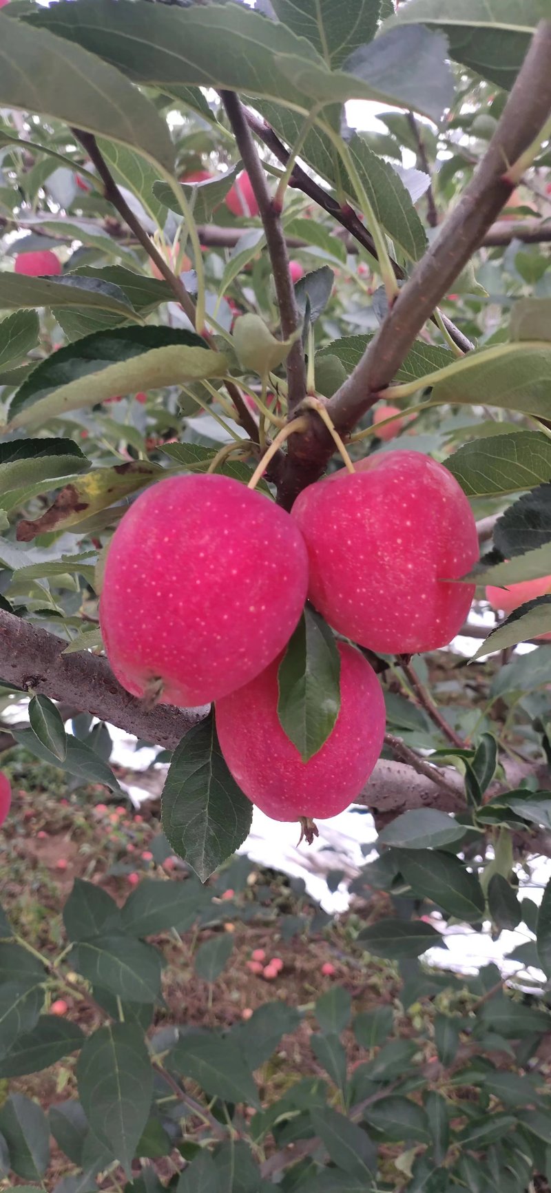 苹果一斤5/6个，123小苹果