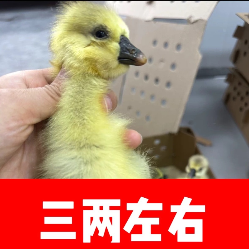 狮头鹅苗
