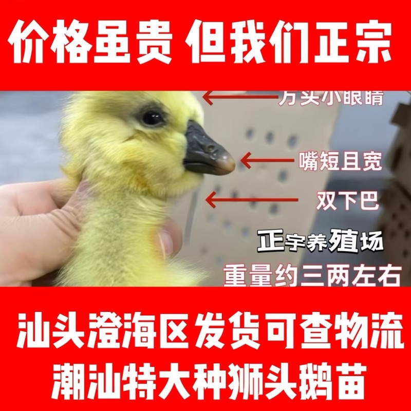 狮头鹅苗