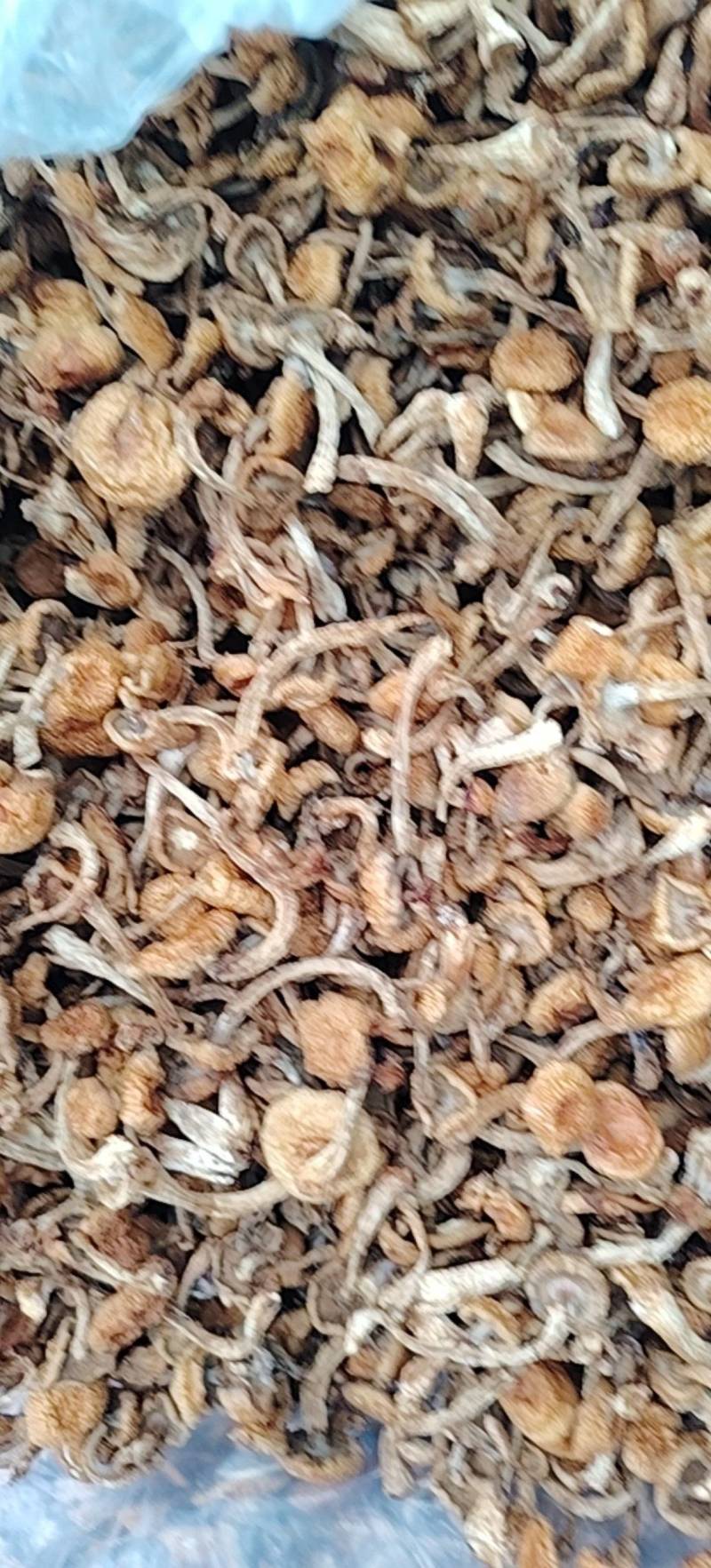 滑子菇