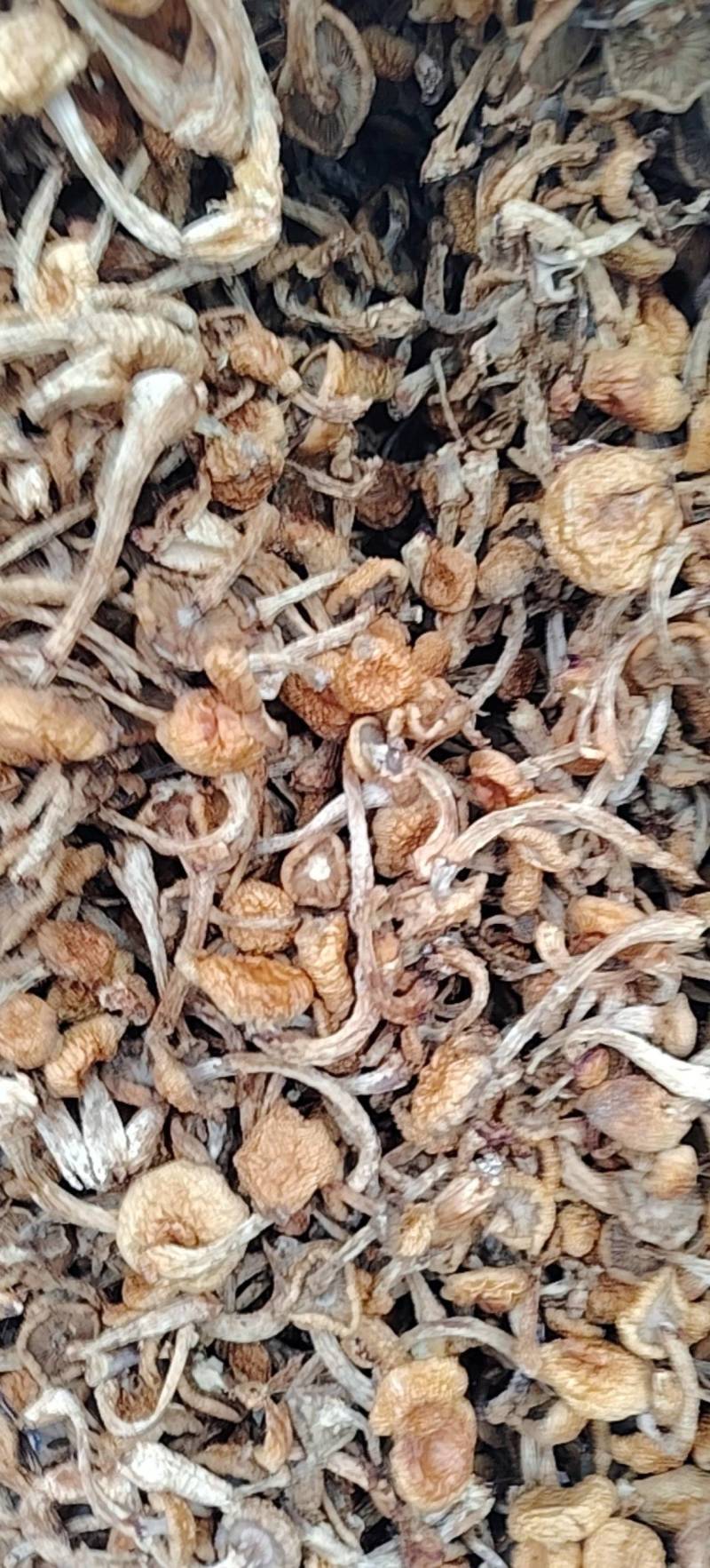 滑子菇