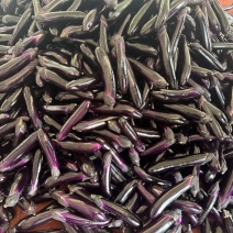 茄子、紫长茄、烧烤茄、产地一手货源、现摘现发，全国供应