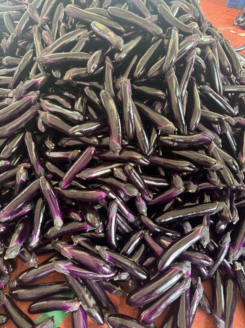 茄子、紫长茄、烧烤茄、产地一手货源、现摘现发，全国供应
