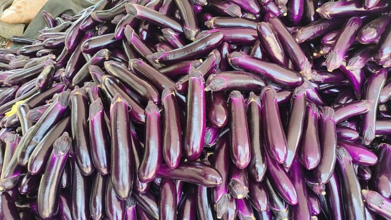 茄子、紫长茄、烧烤茄、产地一手货源、现摘现发，全国供应