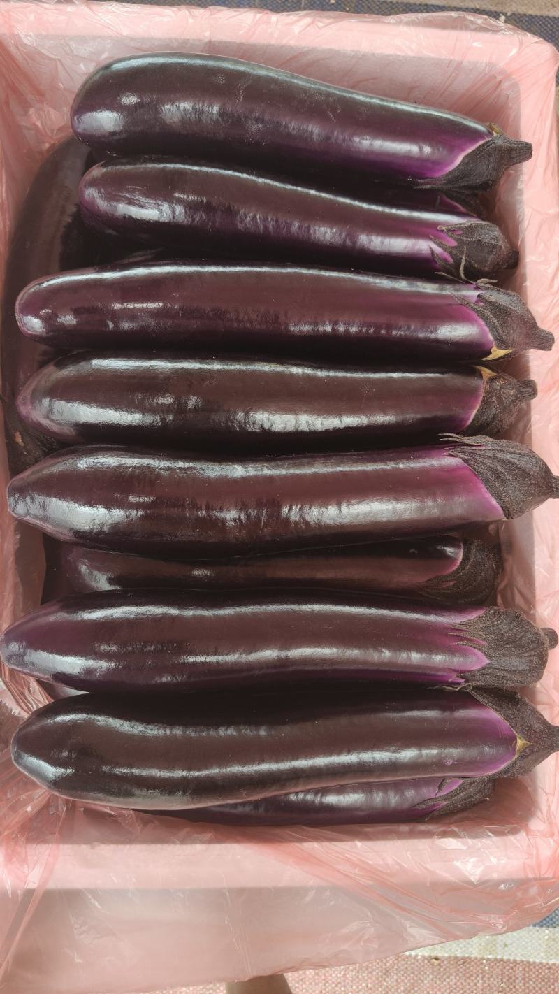 茄子、紫长茄、烧烤茄、产地一手货源、现摘现发，全国供应