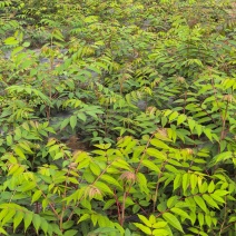 香椿苗50公分以上