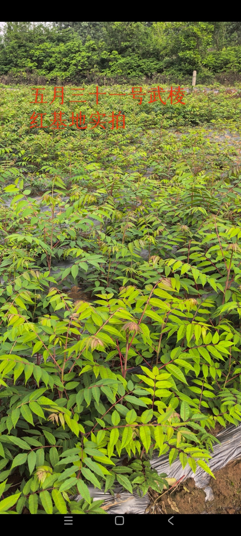 香椿苗50公分以上