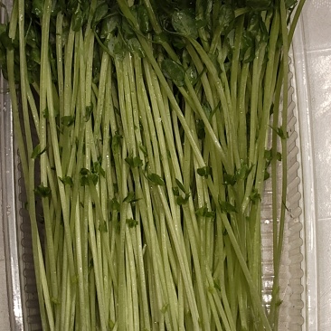 豌豆苗普通豌豆苗元3/盒；豌豆黄金苗精品4元/盒；