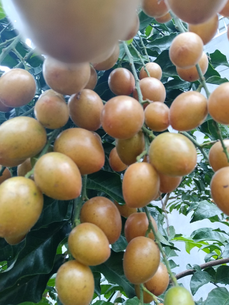 黄皮果