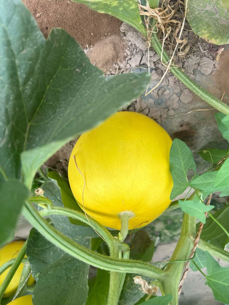 西州蜜瓜通货