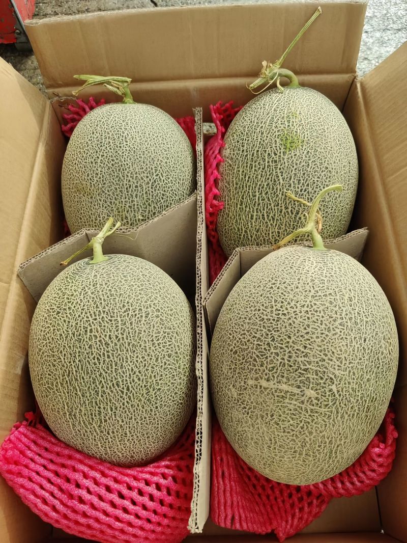银蒂蜜瓜通货