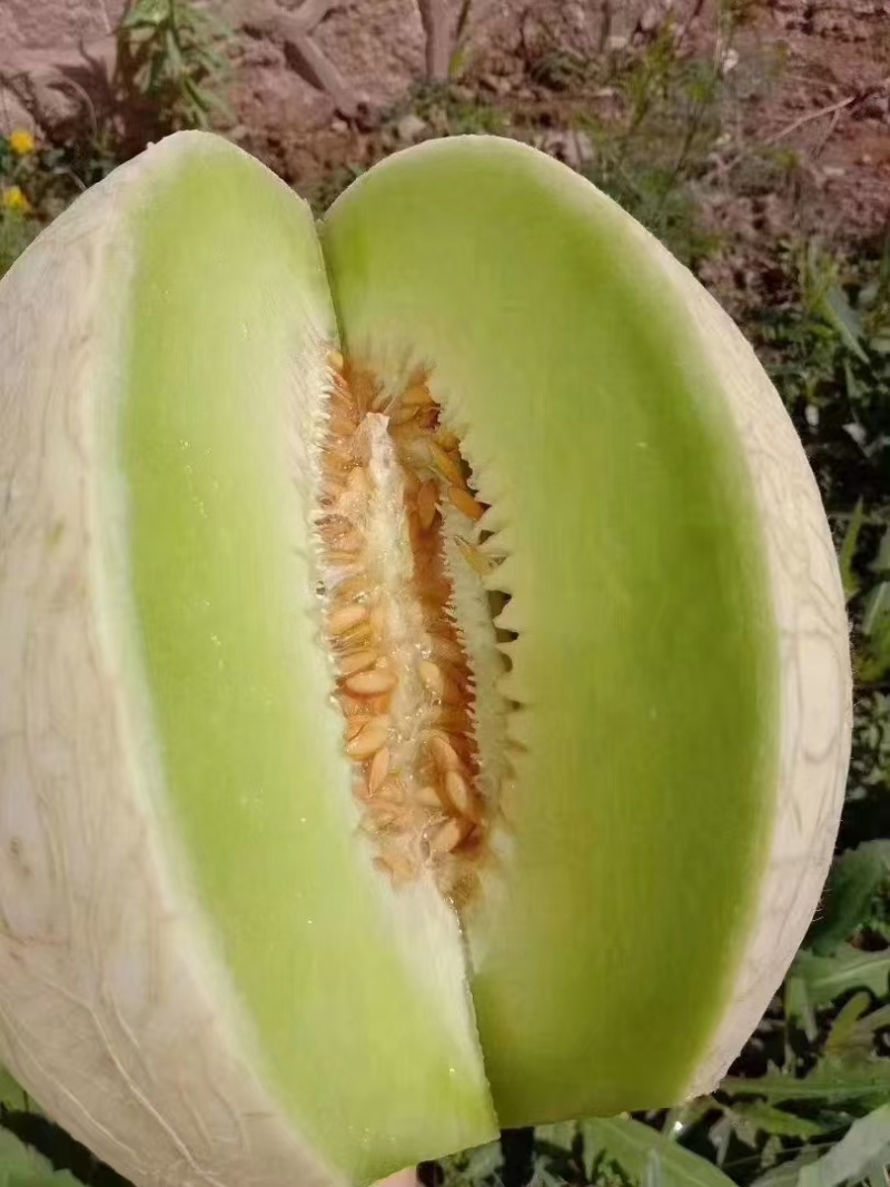 银蒂蜜瓜通货