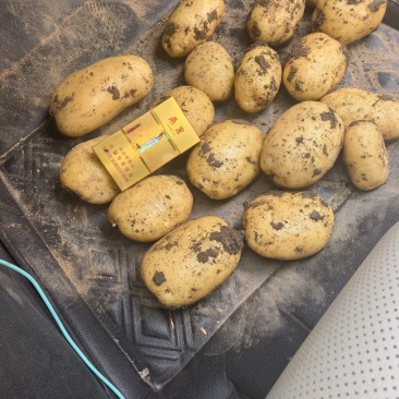 土豆实验一系列，2两起