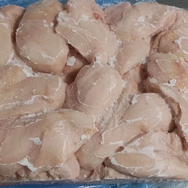 鸡脯肉550天左右的白毛种母鸡