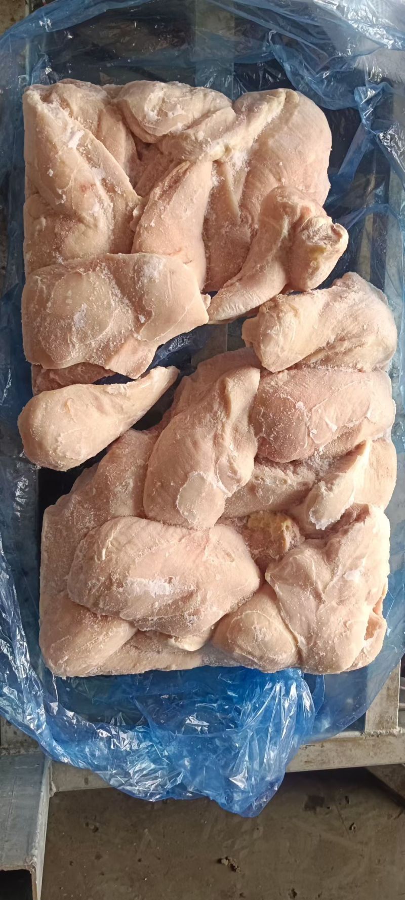 鸡脯肉550天左右的白毛种母鸡