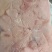 鸡脯肉550天左右的白毛种母鸡