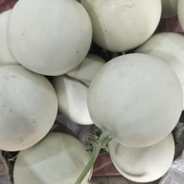 玉菇甜瓜单果3斤以上