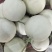 玉菇甜瓜单果3斤以上
