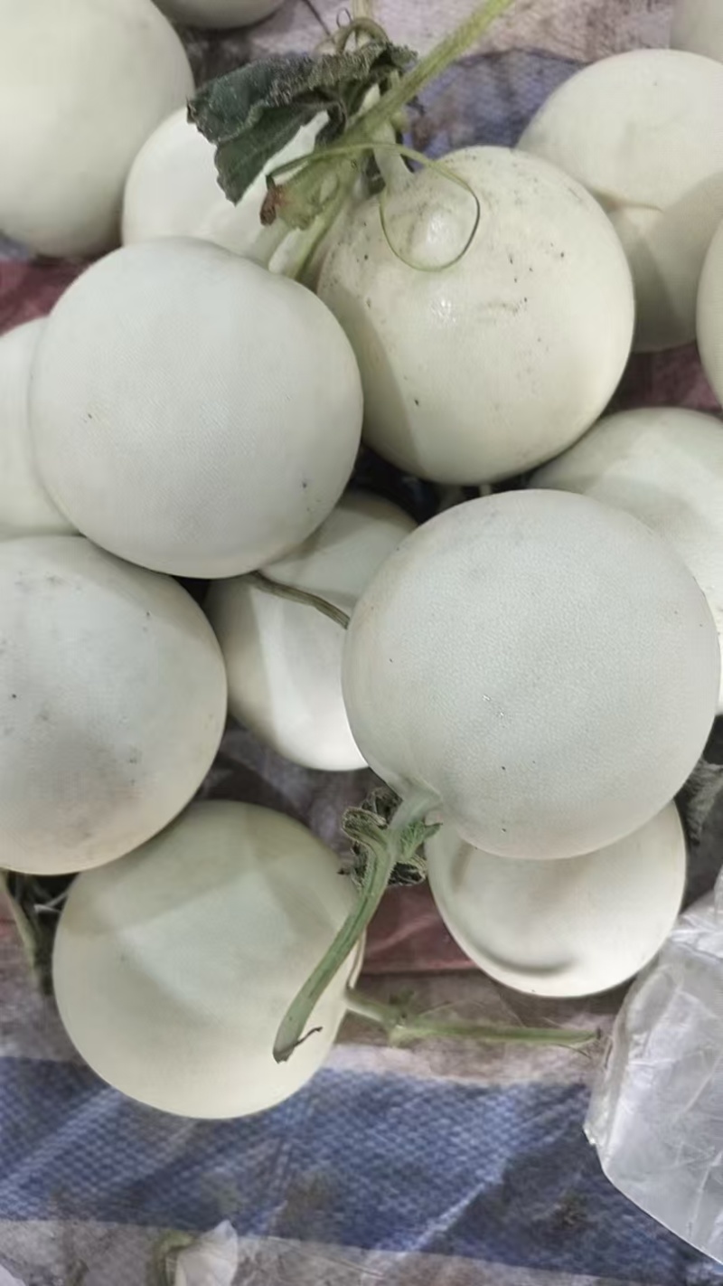 玉菇甜瓜单果3斤以上