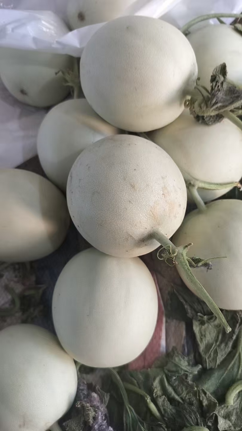 玉菇甜瓜单果3斤以上