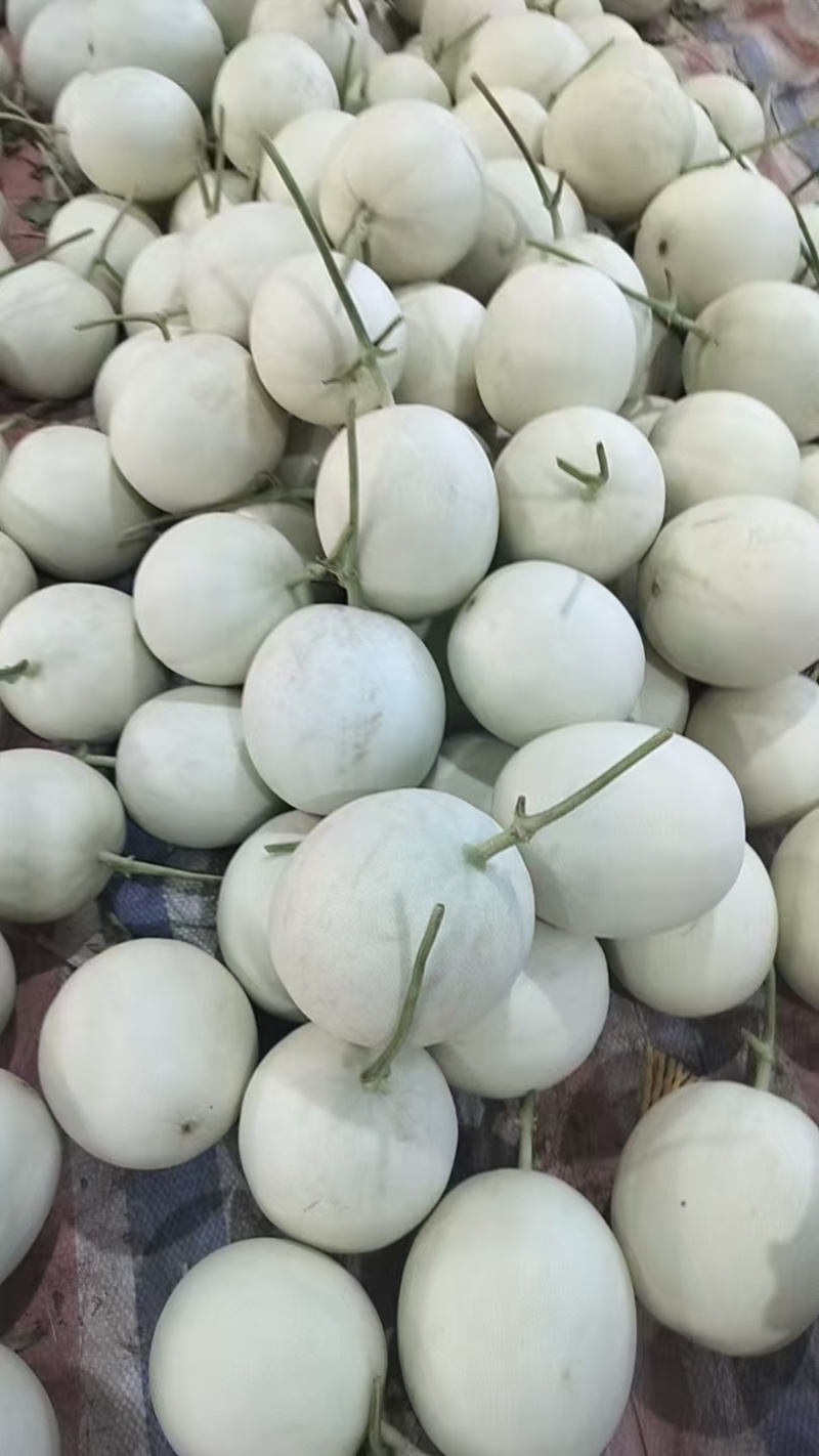 玉菇甜瓜单果3斤以上
