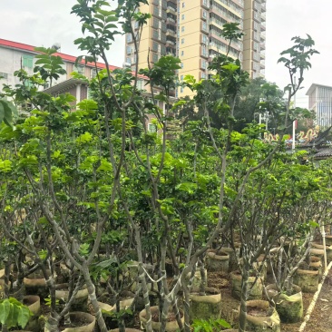 黄皮果苗地径5公分