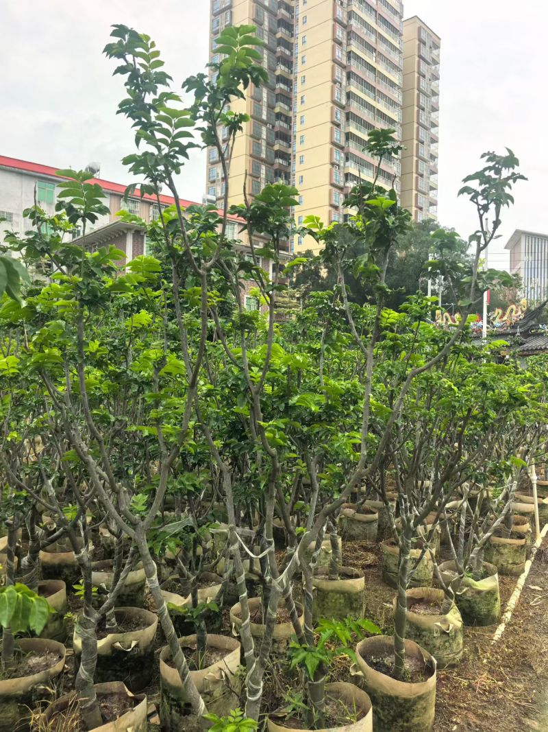 黄皮果苗地径5公分