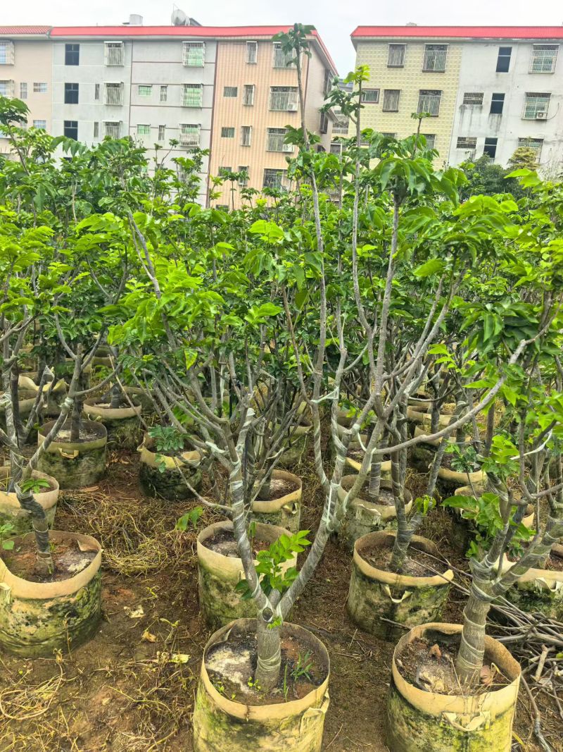 黄皮果苗地径5公分