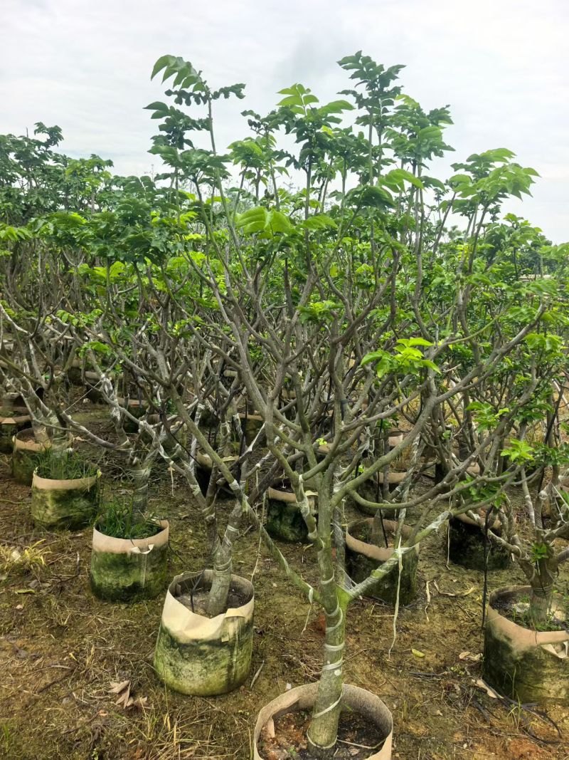 黄皮果苗地径5公分