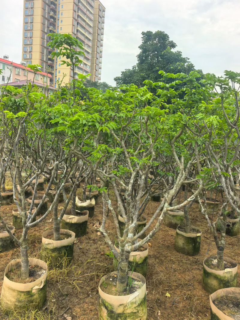 黄皮果苗地径5公分