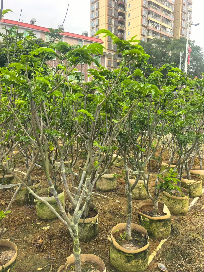 黄皮果苗地径5公分