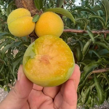 蜂糖李统货