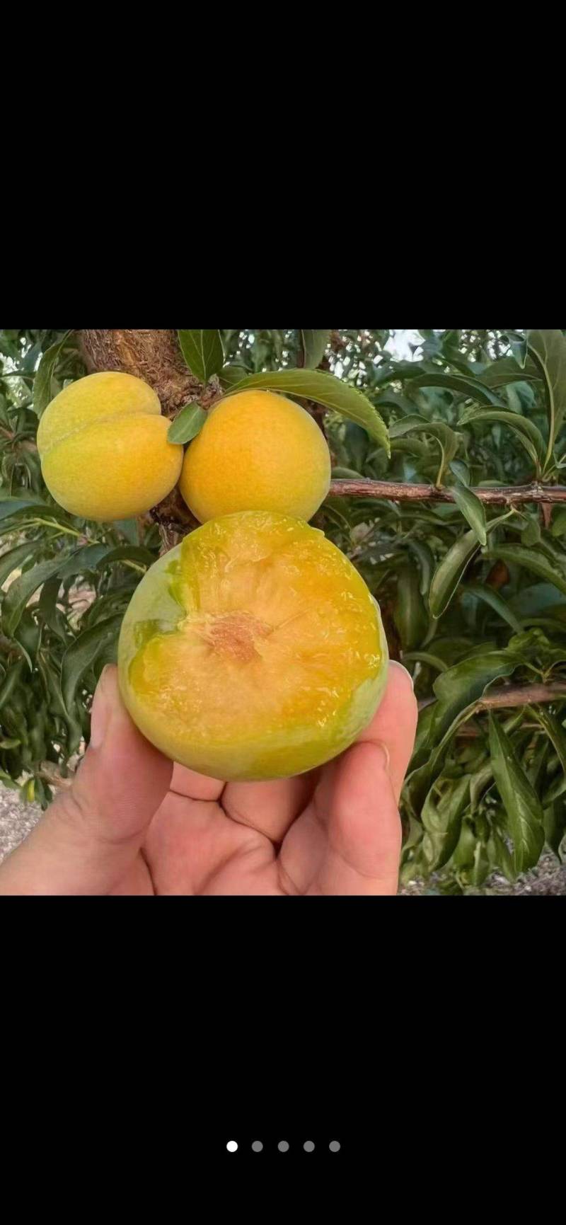 蜂糖李统货