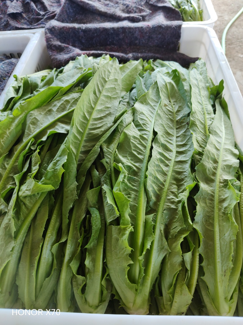 油麦菜地头价，自己带筐