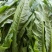 油麦菜地头价，自己带筐