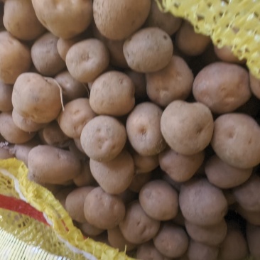 土豆