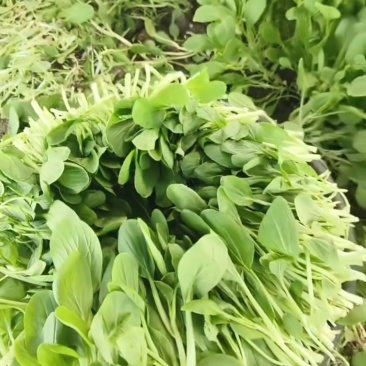 鸡毛菜