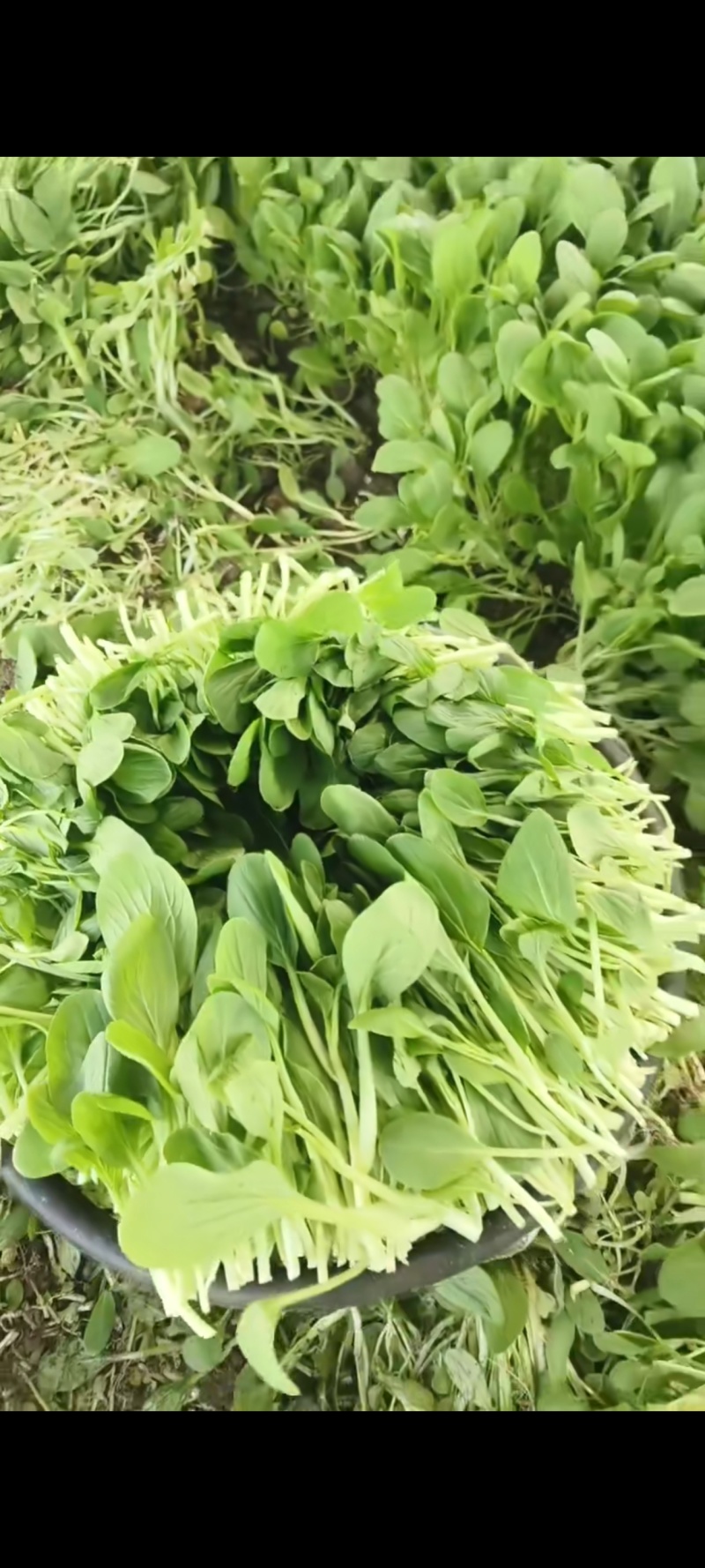 鸡毛菜