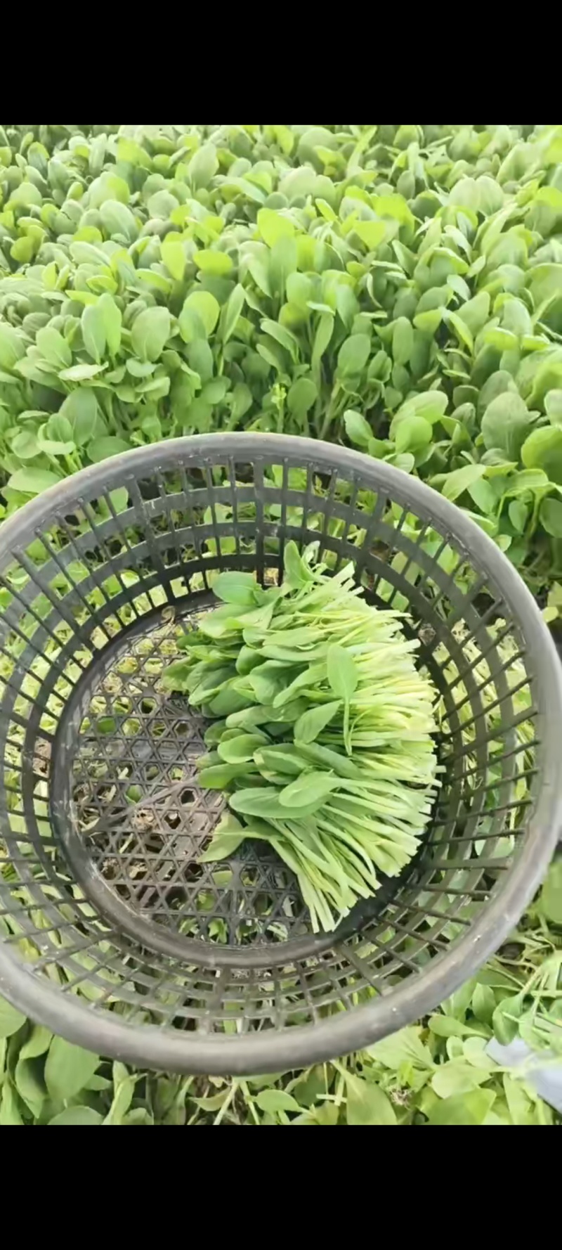 鸡毛菜