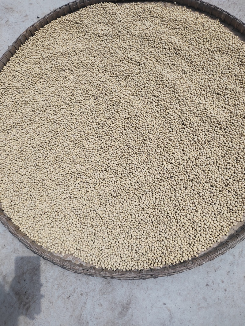 黄豆干豆精选