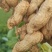 花生新鲜带壳湿花生