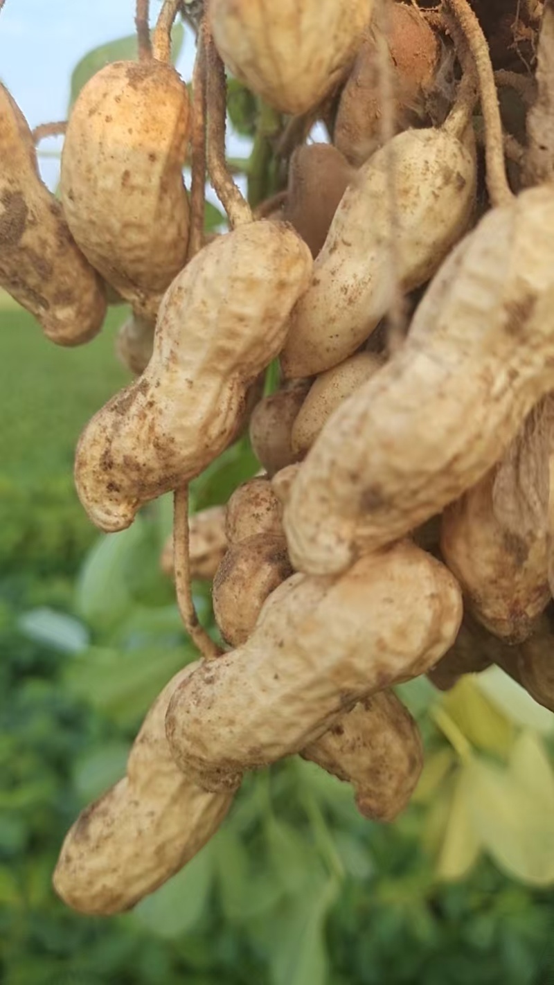 花生新鲜带壳湿花生