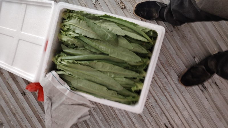 油麦菜打冷上车