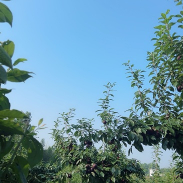 李子八宝丹（3万斤，1.1元/斤）和澳洲红（1万斤，0.