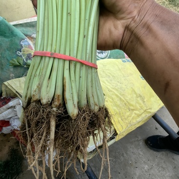香芹长度50-60公分，规格齐全，按需包装