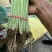 香芹长度50-60公分，规格齐全，按需包装
