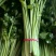 香芹长度50-60公分，规格齐全，按需包装